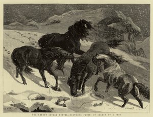 Den seneste strenge vinter, Dartmoor-ponyer på jagt efter foder